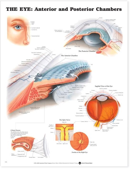 Eye Anatomical Charts | Medline